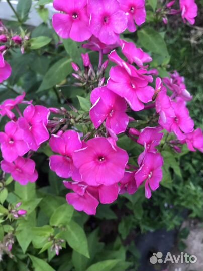 Растения для сада