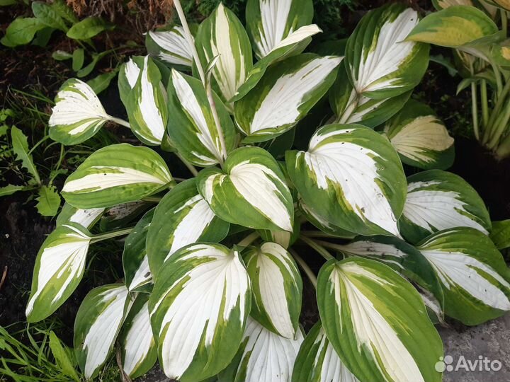 Сортовые хосты