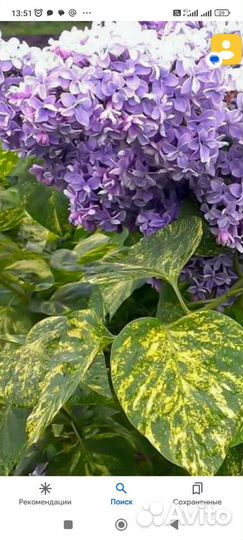 Сирень обыкновенная Аукубафолия 3л 40-60см