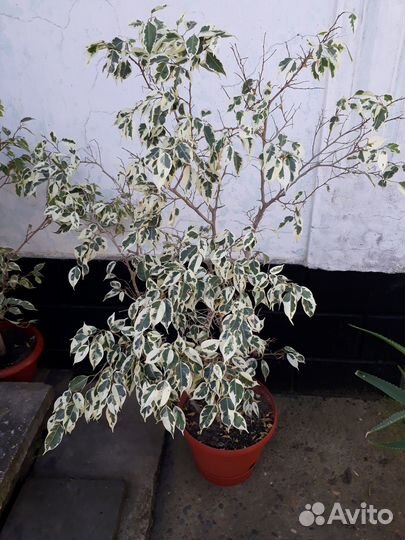 Фикус (Бенджамина)