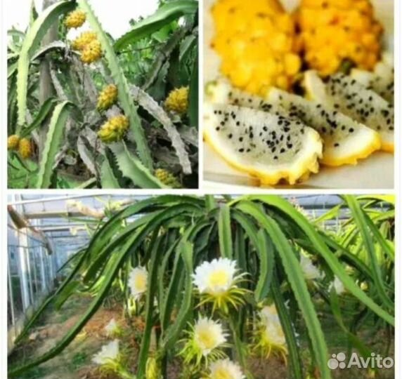 Питахайя жёлтая рассада