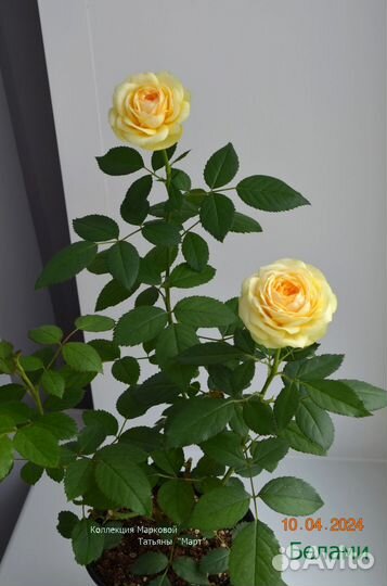 Роза комнатная