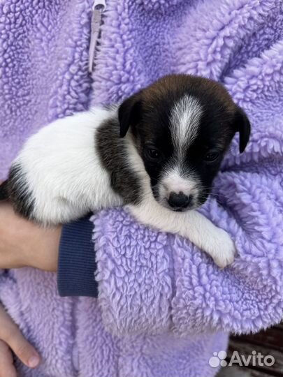 Двортерьер