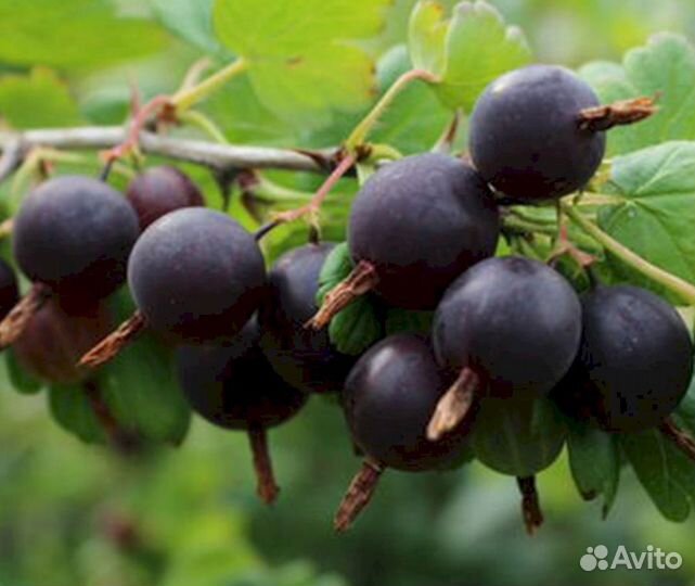 Саженцы крыжовника Орленок