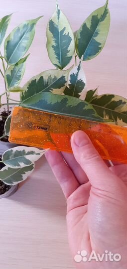 Сортовые фикусы