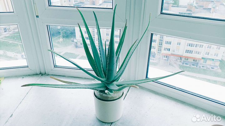 Большой Алоэ Вера лекарственный