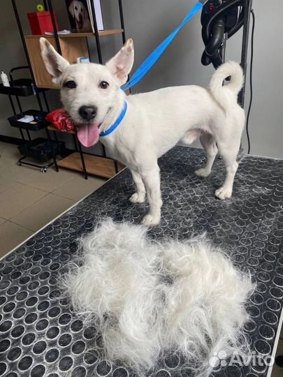 Тримминг джек-рассел и жесткошерстных собак