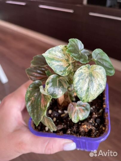 Пеперомия пинк марбл, редкая