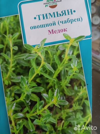 Чабрец рассада