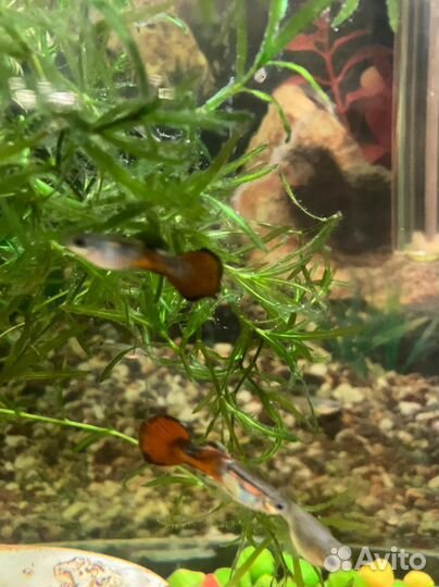 Аквариумные рыбки гуппи