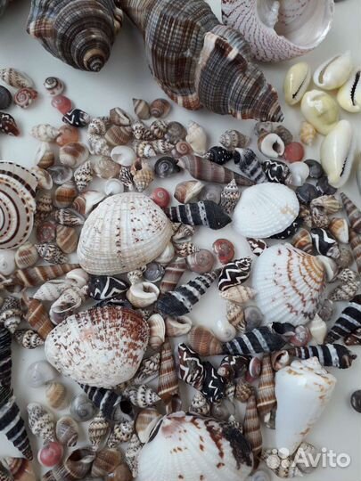 Морские ракушки