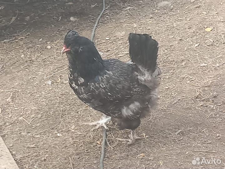 Инкубационное яйцо породистых кур