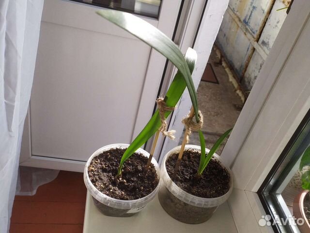 Замиокулькас ветка