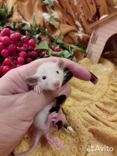 Малыши Дамбо