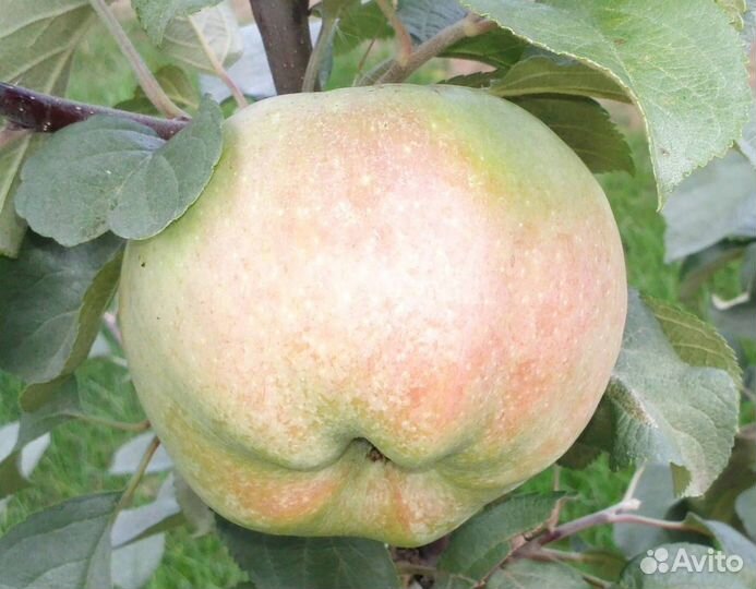 Саженцы яблони Богатырь