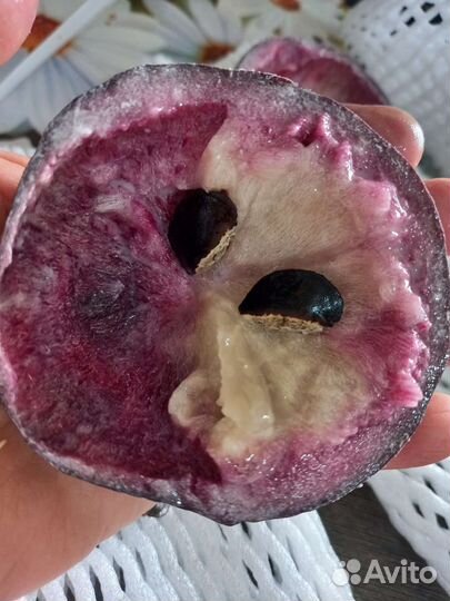 Экзотические семена и саженцы