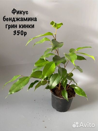 Фикус бенджамина грин кинки