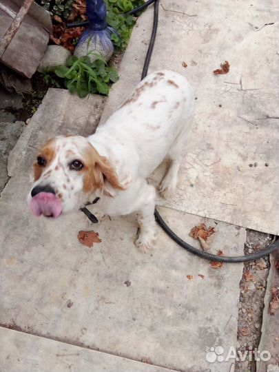 Кокер спаниель