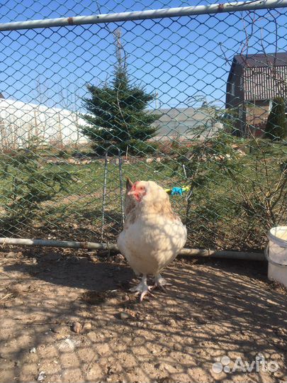 Голошейка, Фавероль. Цыплята, яйцо инкубационное