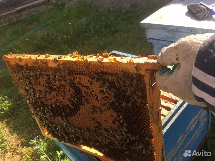 Улей с пчелами