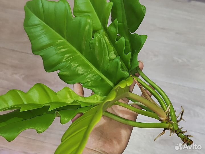 Philodendron Golden Crocodile