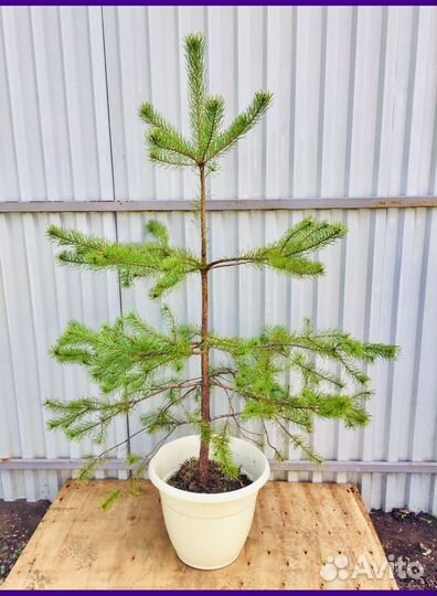 Сосны саженцы с доставкой