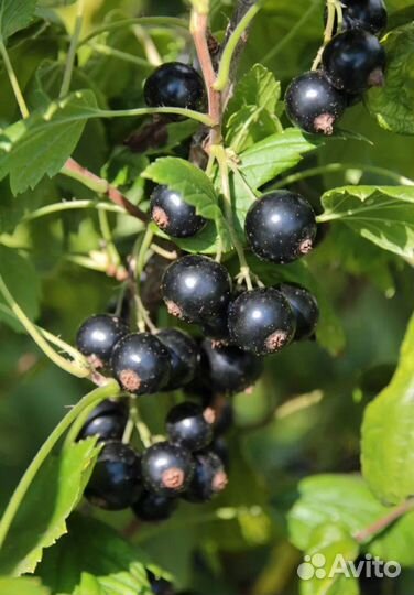 Чёрная смородина саженцы