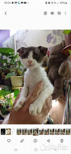 Украинский левкой