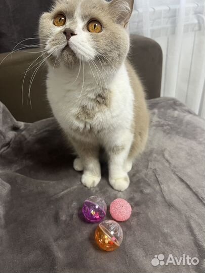 Набор игрушек для кошек