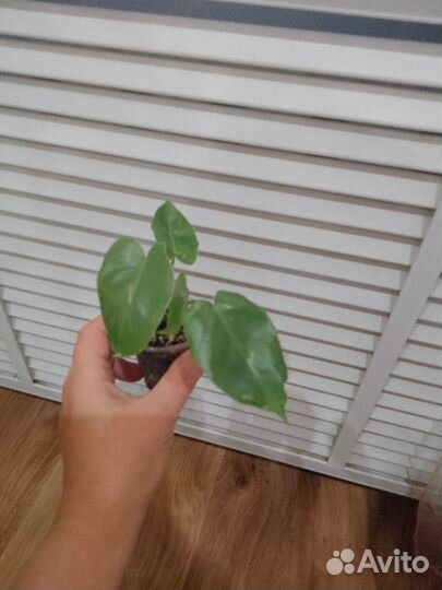 Комнатные растения