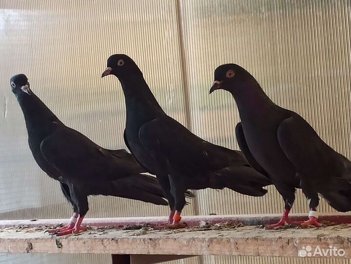 Голуби