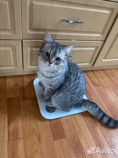 Британский Кот на вязку