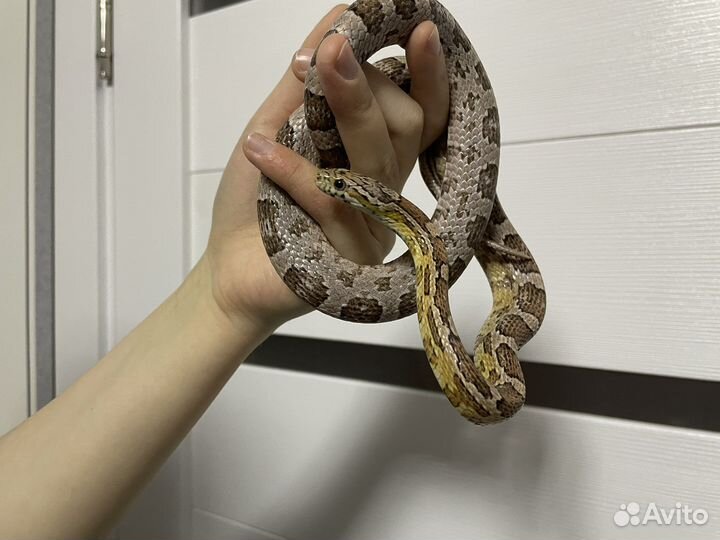 Продаются полозы