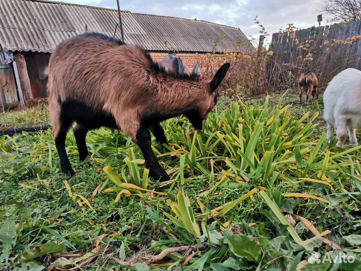 Козы и козлята продажа
