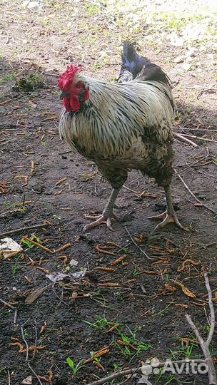 Петух леггорн и кучинский