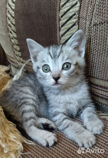 Девочка. 1,5 мес