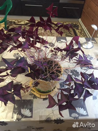 Кислица, ночная бабочка, мадам баттерфляй