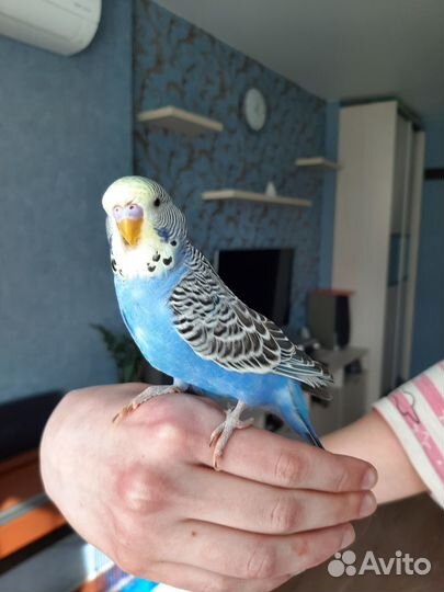 Выставочный попугай чех