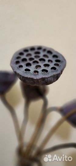 Декоративные цветы
