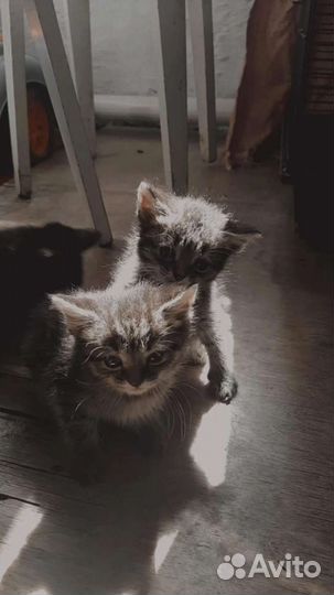 Котята в добрые руки 1 месяц