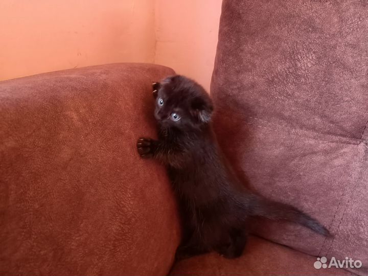 Вислоухий котёнок