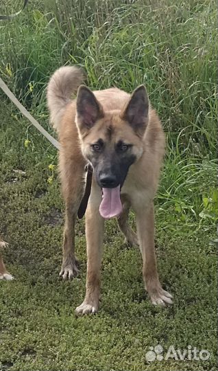 Щенок-подросток