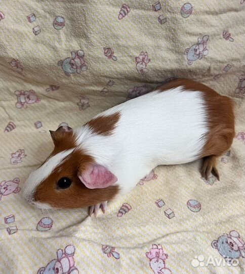 Морские свинки