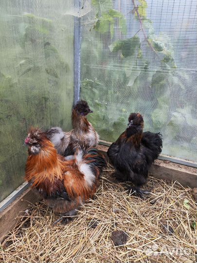 Китайские петушки