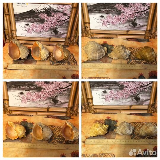 Раковины морские разные