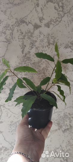 Фикус циатиспула, формозана, бенджамина Барок и др