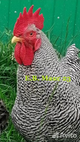Петух породы Амрокс