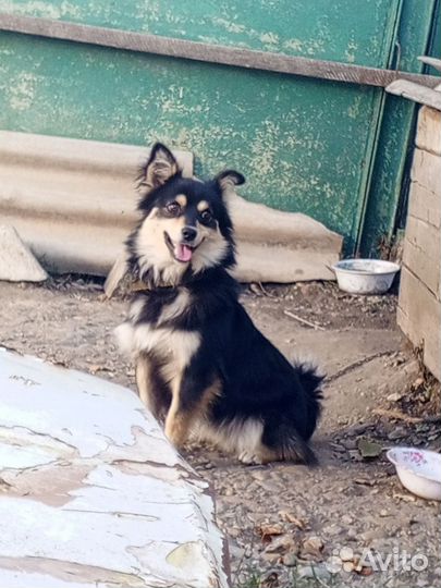 Потерялась собака