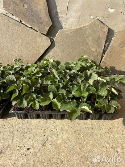 Саженцы клубники, малины, ежевики