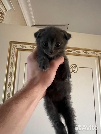 Шотландские котята